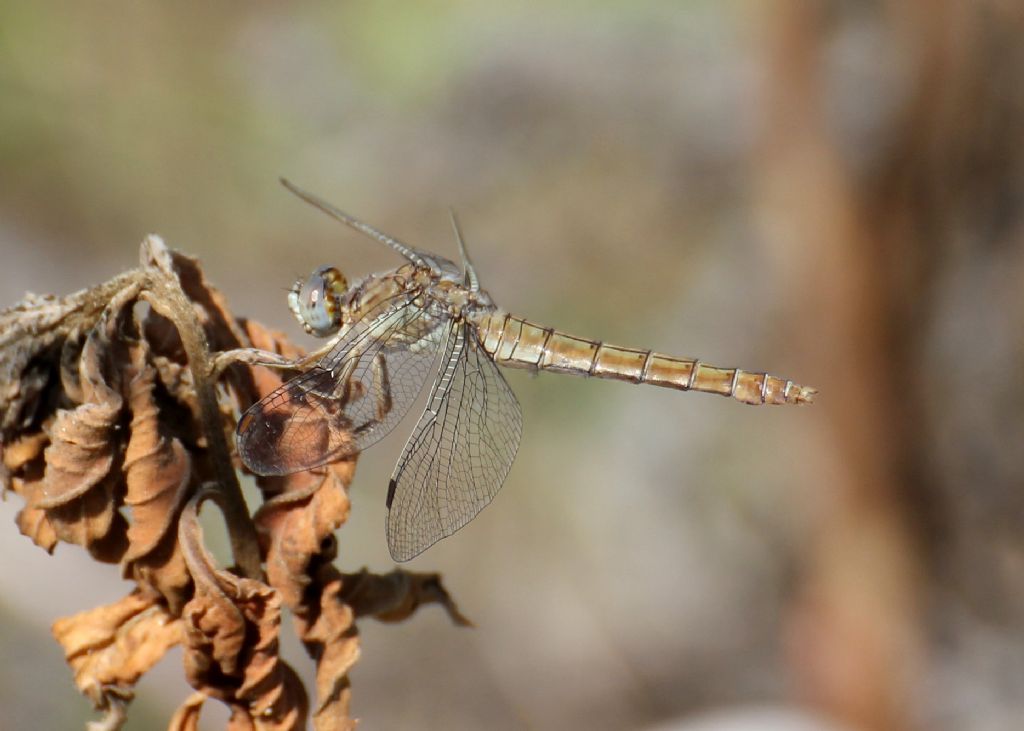 Libellula 1?